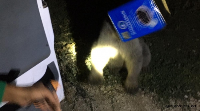  DOĞUBAYAZIT'TA AYI KURTARMA OPERASYONU