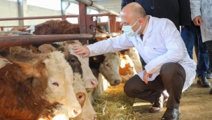 VALİ VAROL, BESİ ÇİFTLİĞİNİ ZİYARET ETTİ.