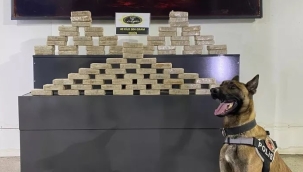 AĞRI'DA ZEHİRİ GEÇİT YOK