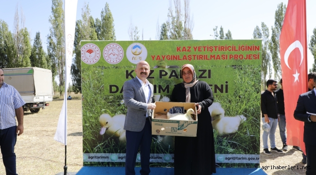 Ağrı'da 100 çiftçiye 5000 kaz palazı dağıtıldı.