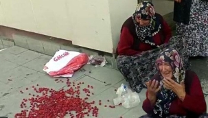 "Bunları dikenlerin içinden topladım" 