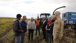 VALİ VAROL, MISIR HASADI YAPTI