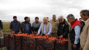 VAROL, TARIM'DA AĞRI AİLE EKONOMİSİNE BÜYÜK KATKI SAĞLADI