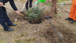 ERDOĞAN ADINA DOĞUBAYAZIT'TA FİDAN DİKTİLER
