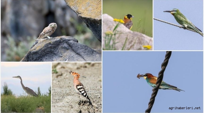 Ağrı Dağı çevresinde 100 kuş türü görüntülendi
