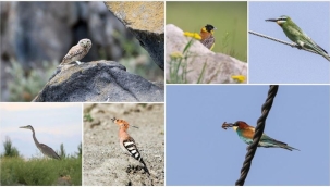 Ağrı Dağı çevresinde 100 kuş türü görüntülendi