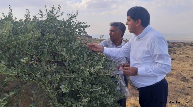 Iğdır Üniversitesi'nden Ağrı Dağı Eteğinde Yeşil Altın Keşfi: Kapari