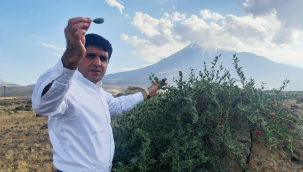 Iğdır Üniversitesi'nden Ağrı Dağı Eteğinde Yeşil Altın Keşfi: Kapari