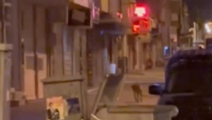  DOĞUBAYAZIT ÇARŞI CADDESİNDE KURT DOLAŞIYOR.