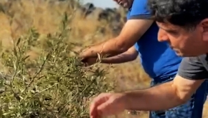 ​Iğdır Üniversitesi, "Cehri" Üzerine Korhan Yaylası'nda Çalışmalar Yapıyor