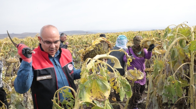  AĞRI VALİSİ KOÇ, AYÇİÇEĞİ HASADI YAPTI