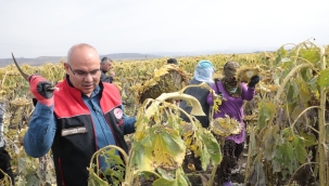  AĞRI VALİSİ KOÇ, AYÇİÇEĞİ HASADI YAPTI