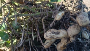 Iğdır Üniversitesinde ''Katma Değeri Yüksek Tarımsal Ürünler'' alanındaki çalışmaları kapsamında ekimini yapılan kapari ve yer fıstığının hasat dönemi başladı.