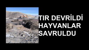 Tendürek Geçidinde Tır Devrildi, Çok Sayıda Büyükbaş Hayvan Telef Oldu!