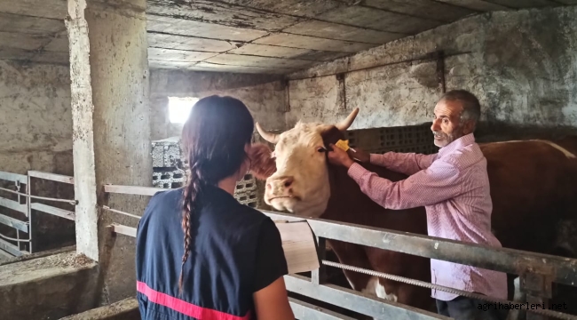 DOĞUBAYAZIT'A BAĞLI KÖYLERDE ŞAP HASTALIĞINA KARŞI AŞI ÇALIŞMALARI DEVAM EDİYOR