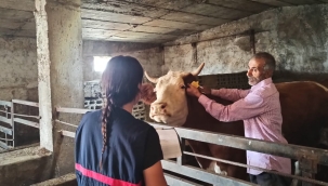 DOĞUBAYAZIT'A BAĞLI KÖYLERDE ŞAP HASTALIĞINA KARŞI AŞI ÇALIŞMALARI DEVAM EDİYOR
