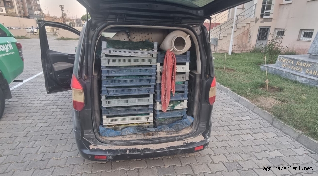 Doğubayazıt'ta 240 Kg Kurbağa Kaçak Avcıların Elinden Kurtarıldı ve Doğaya Salındı