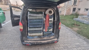 Doğubayazıt'ta 240 Kg Kurbağa Kaçak Avcıların Elinden Kurtarıldı ve Doğaya Salındı