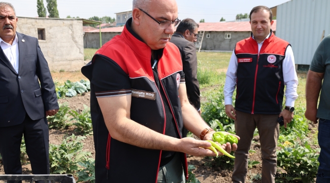 Vali Koç Ağrı'da 14 Bin Ton Sebze Hasadı Bekleniyor!