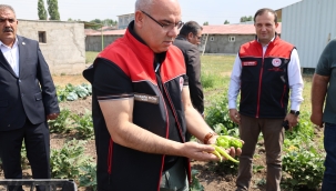 Vali Koç Ağrı'da 14 Bin Ton Sebze Hasadı Bekleniyor!