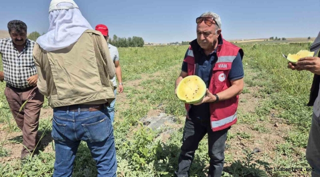 Van'da Bir İlk İran'dan Getirilen Sarı Karpuzun Hasadı Edildi
