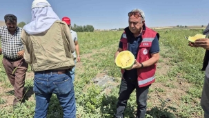 Van'da Bir İlk İran'dan Getirilen Sarı Karpuzun Hasadı Edildi