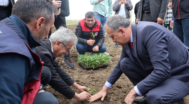 Ağrı'da Tarıma Can Suyu: Vali Bozkurt, Aşkale Köyü'nde Bin Fideyi Çiftçiyle Buluşturdu