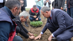 Ağrı'da Tarıma Can Suyu: Vali Bozkurt, Aşkale Köyü'nde Bin Fideyi Çiftçiyle Buluşturdu